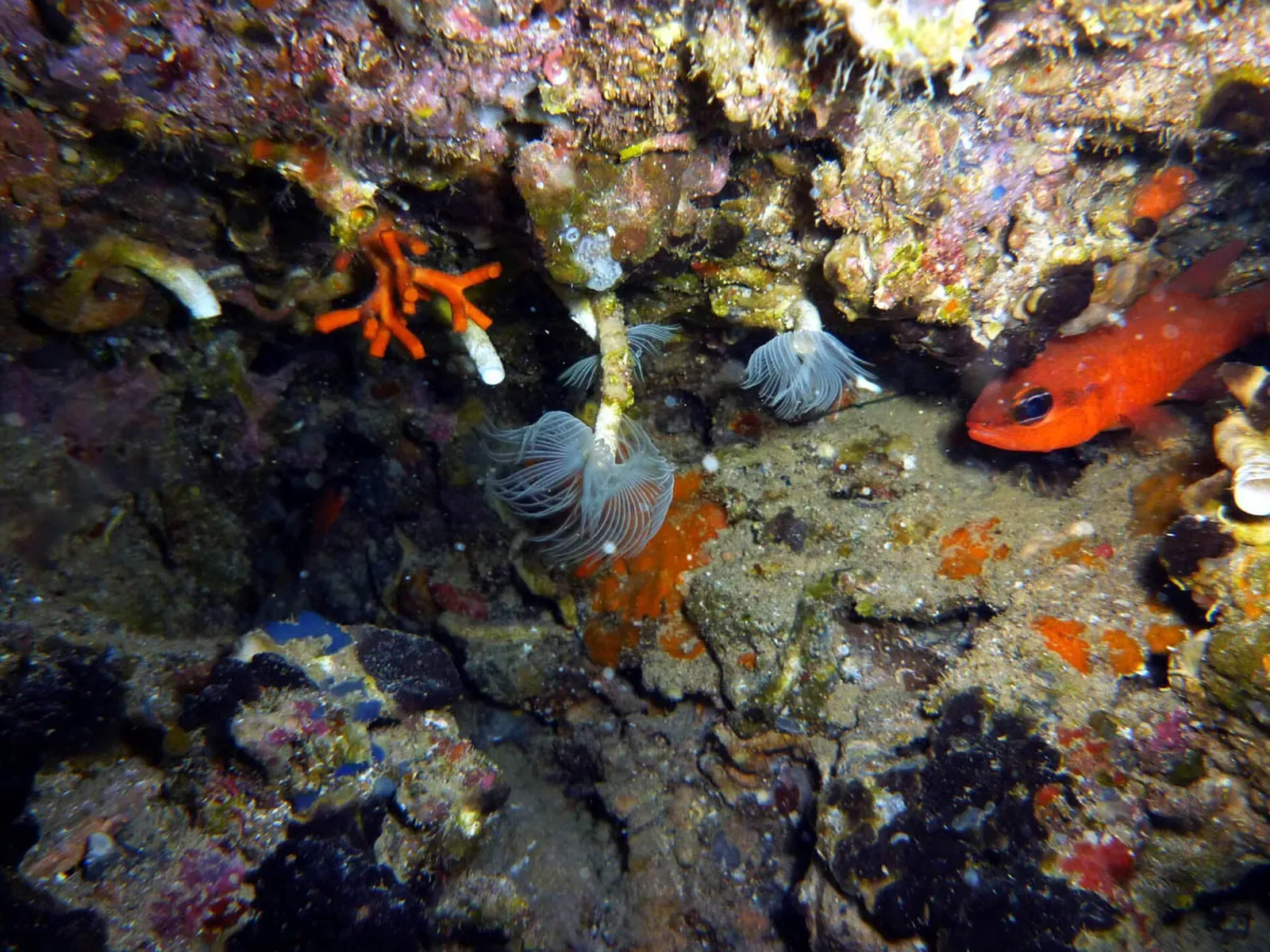 Tube worms, a false red coral and a cardinalfish on a rocky wall underwater at El Portús.