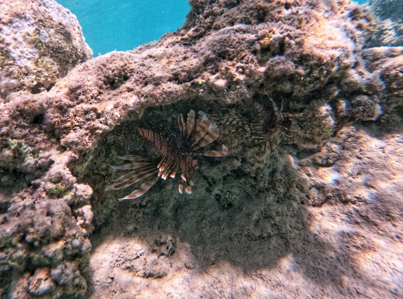 A lionfish with striped fins tucked under a rocky coral overhang in shallow water — Abu Hashish, Hurghada & El Gouna