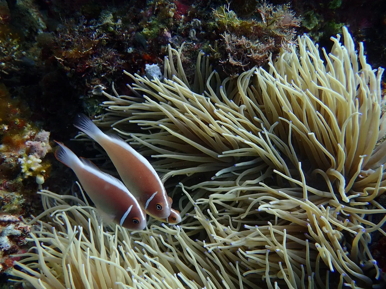 A pair of pink anemonefish shelter among the waving tentacles of a sea anemone — Puerto Galera.