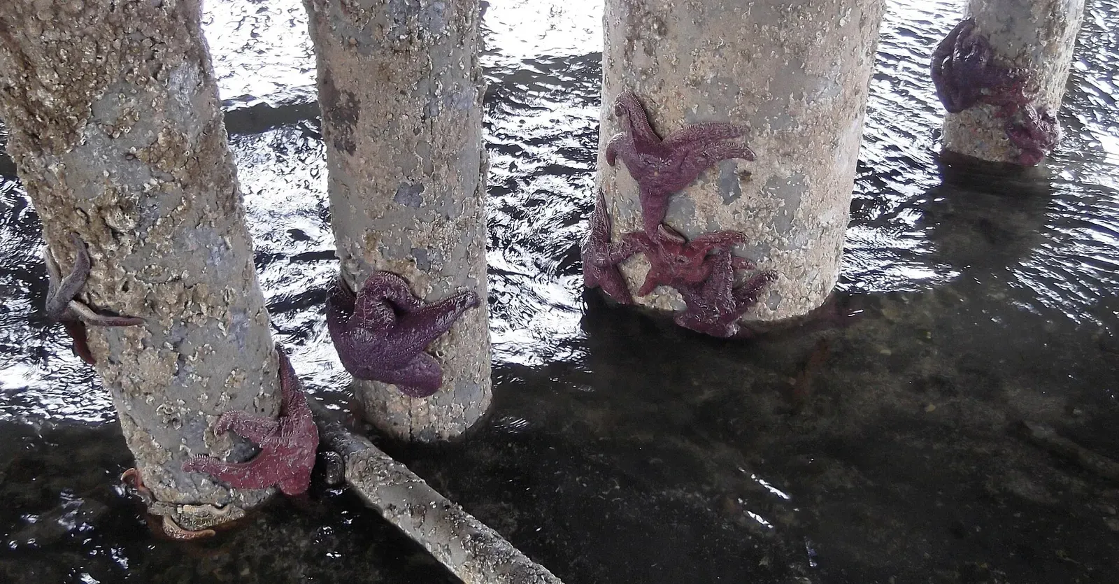 Two purple ochre sea stars cling to a barnacle-covered piling underwater — Edmonds Underwater Park, Puget Sound.