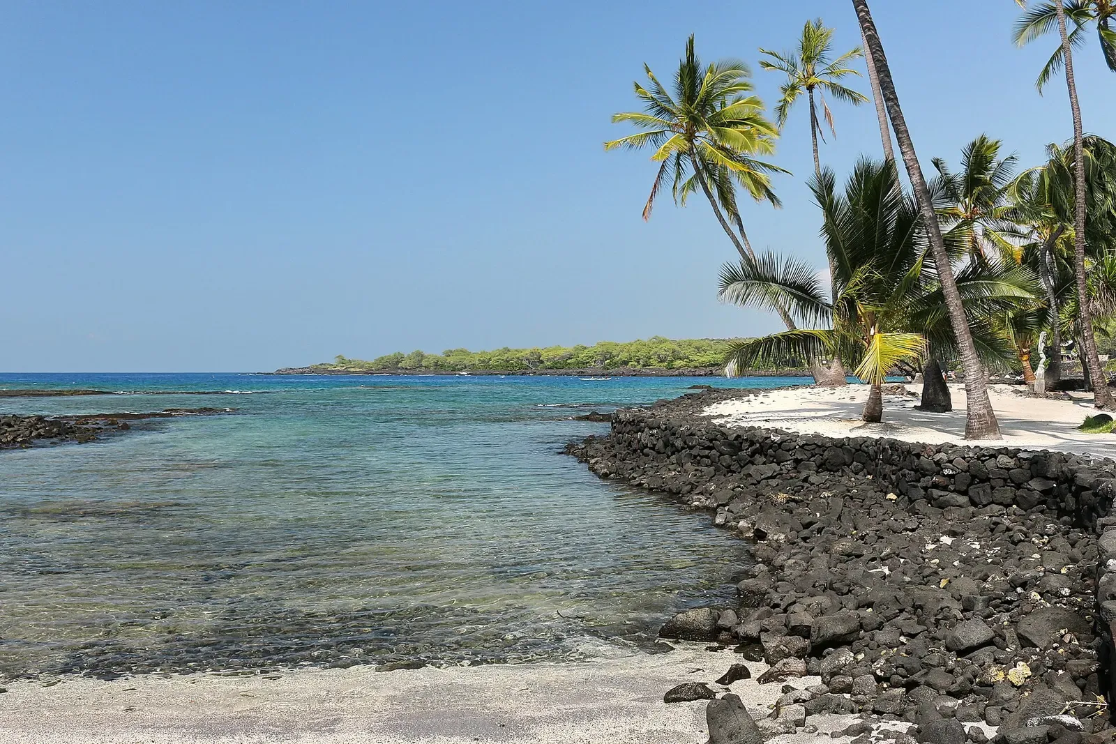 Palm trees line the lava-rock shoreline of Honaunau Bay, with clear turquoise water reaching out from the coast — Kona.