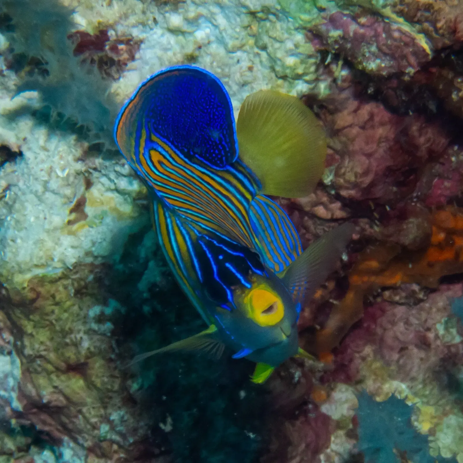 Regal angelfish facing the camera against a rocky coral backdrop — Kadidiri, Togian Islands