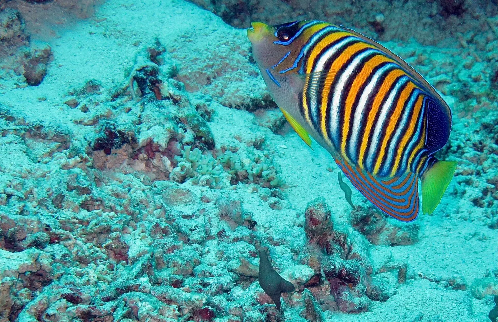 Regal angelfish with bold blue and yellow stripes in front of a sea fan — Menjangan