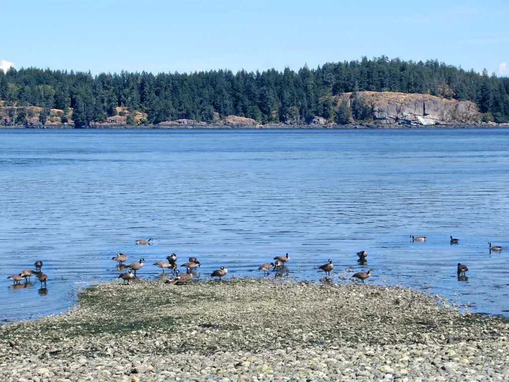 A flock of brown waterbirds on a pebble spit, with blue water and a forested island shore with rocky bluffs across the channel — Discovery Passage & Campbell River