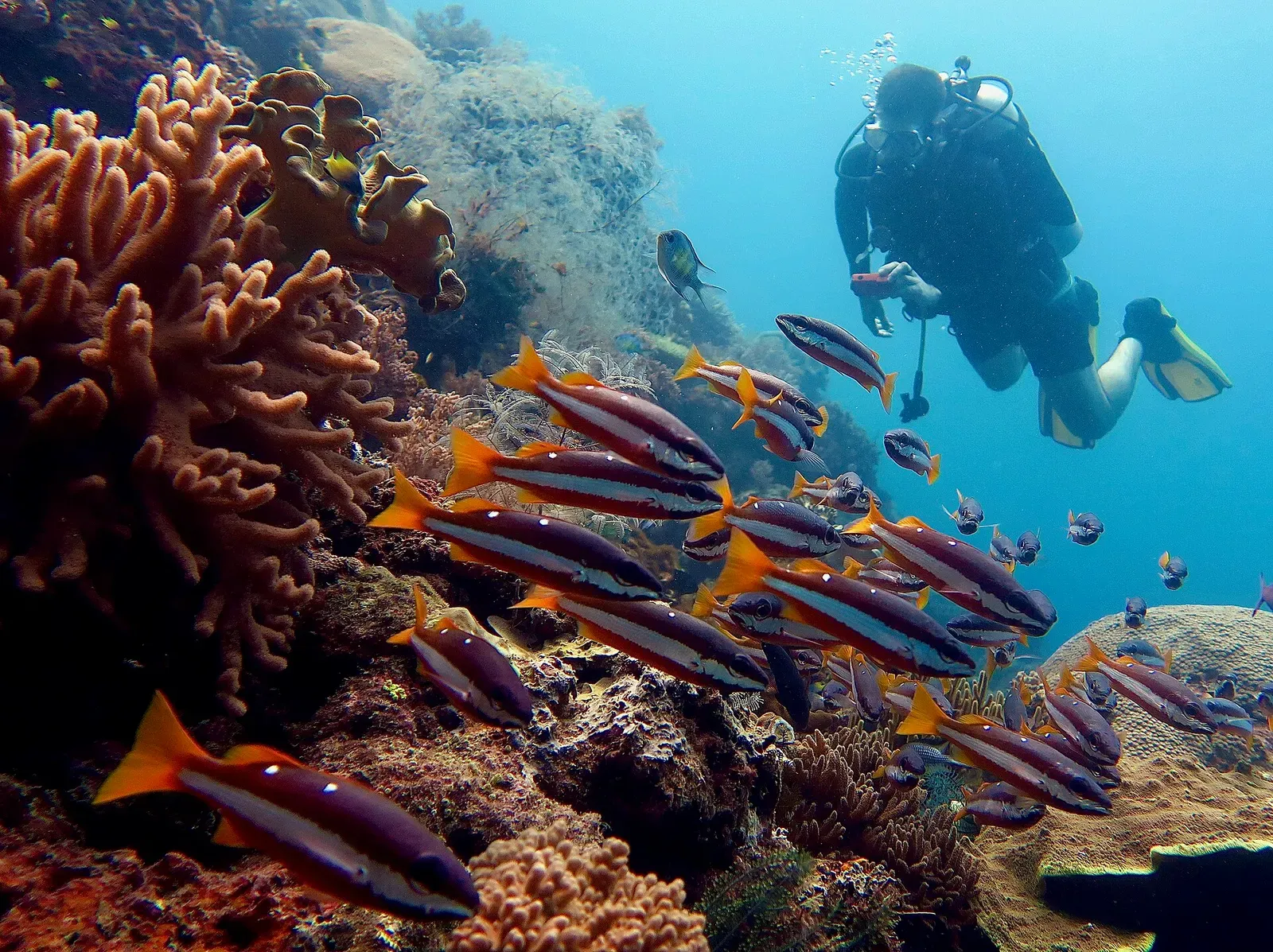 A scuba diver passes a shoal of red and white striped reef fish over coral