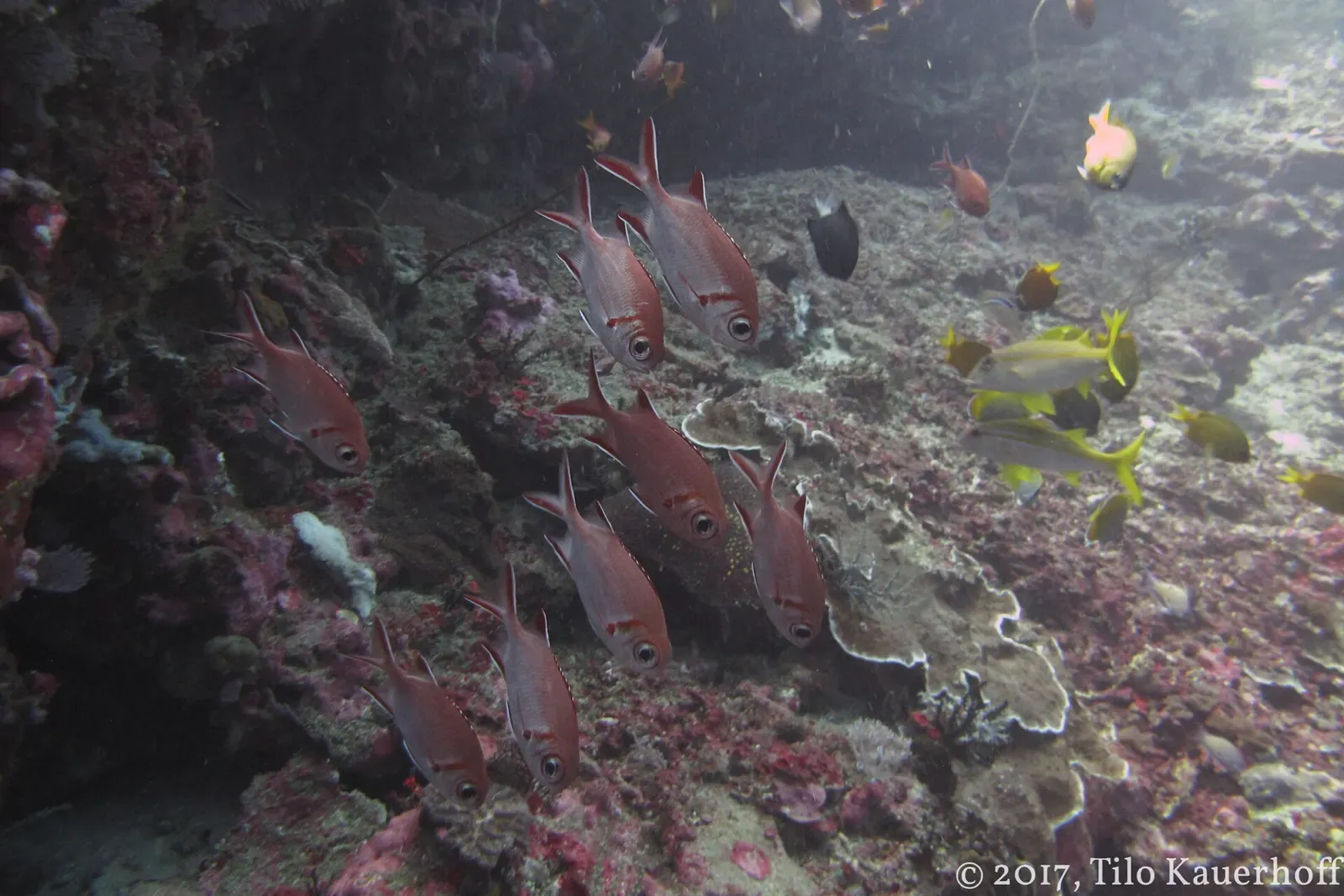 A school of red soldierfish hovering over coral at Crystal Bay — Nusa Penida