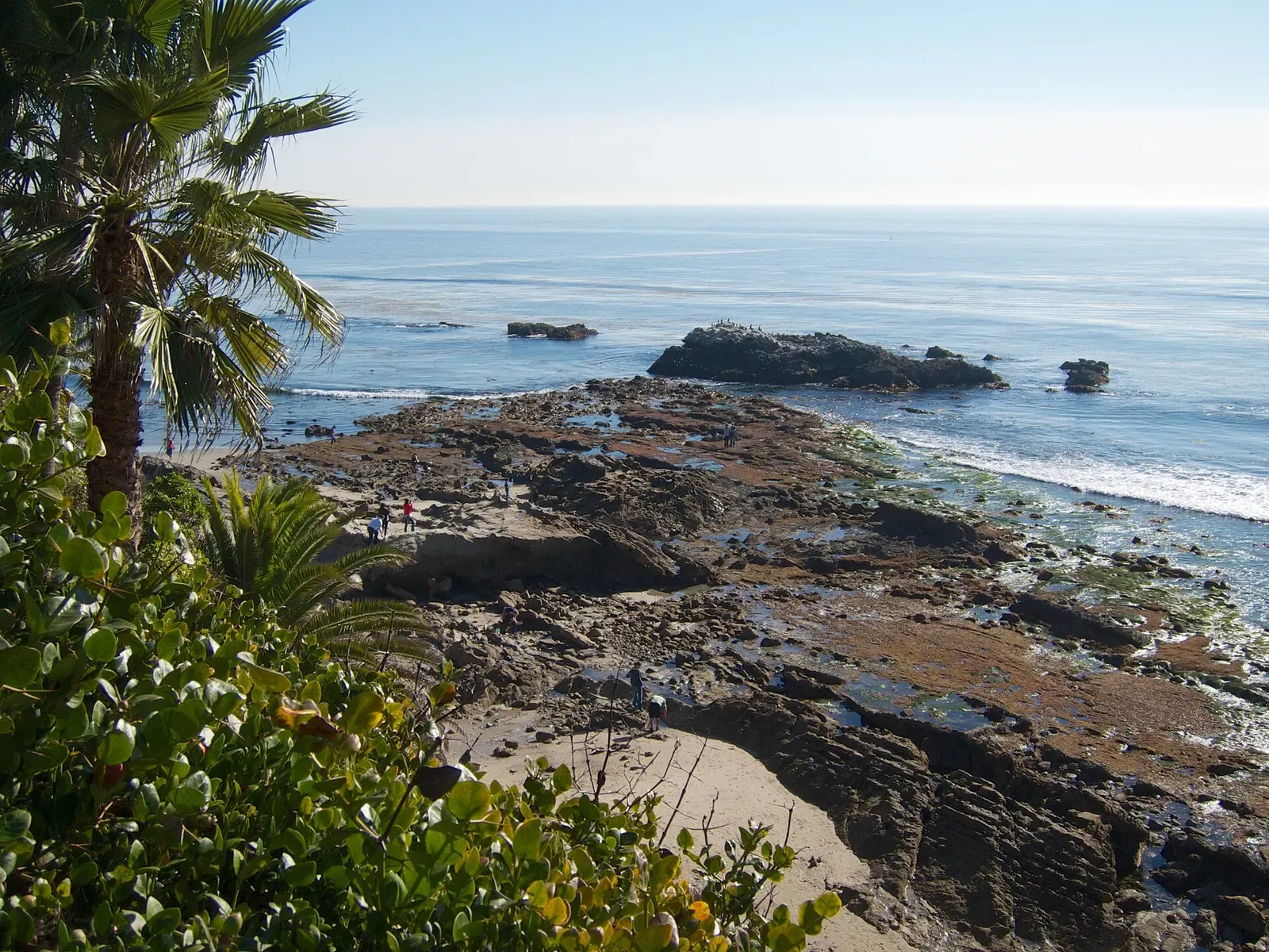 Flat sandstone reef exposed at low tide below a palm-lined bluff, with rocks offshore — Laguna Beach, Dana Point & Newport Beach