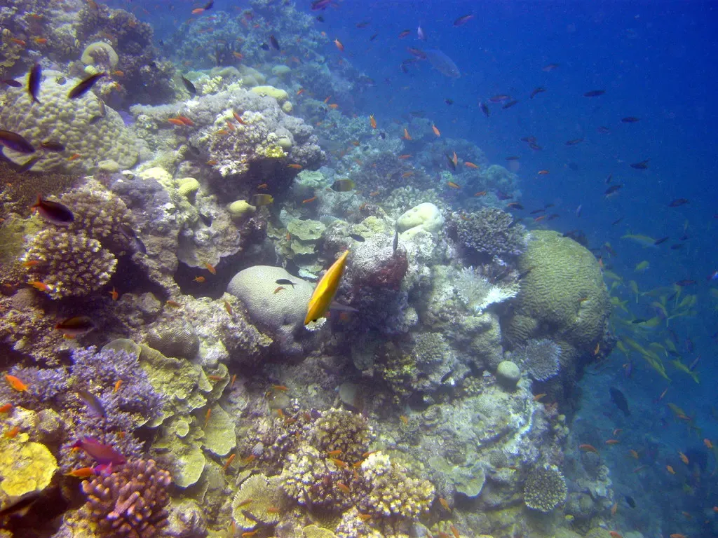 Diver exploring the coral-covered slopes of Steve's Bommie — Great Barrier Reef