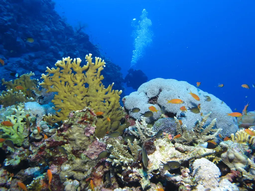 Yellow fire coral and white hard coral colonies with a diver ascending above — Habili Ali, St John's Reefs