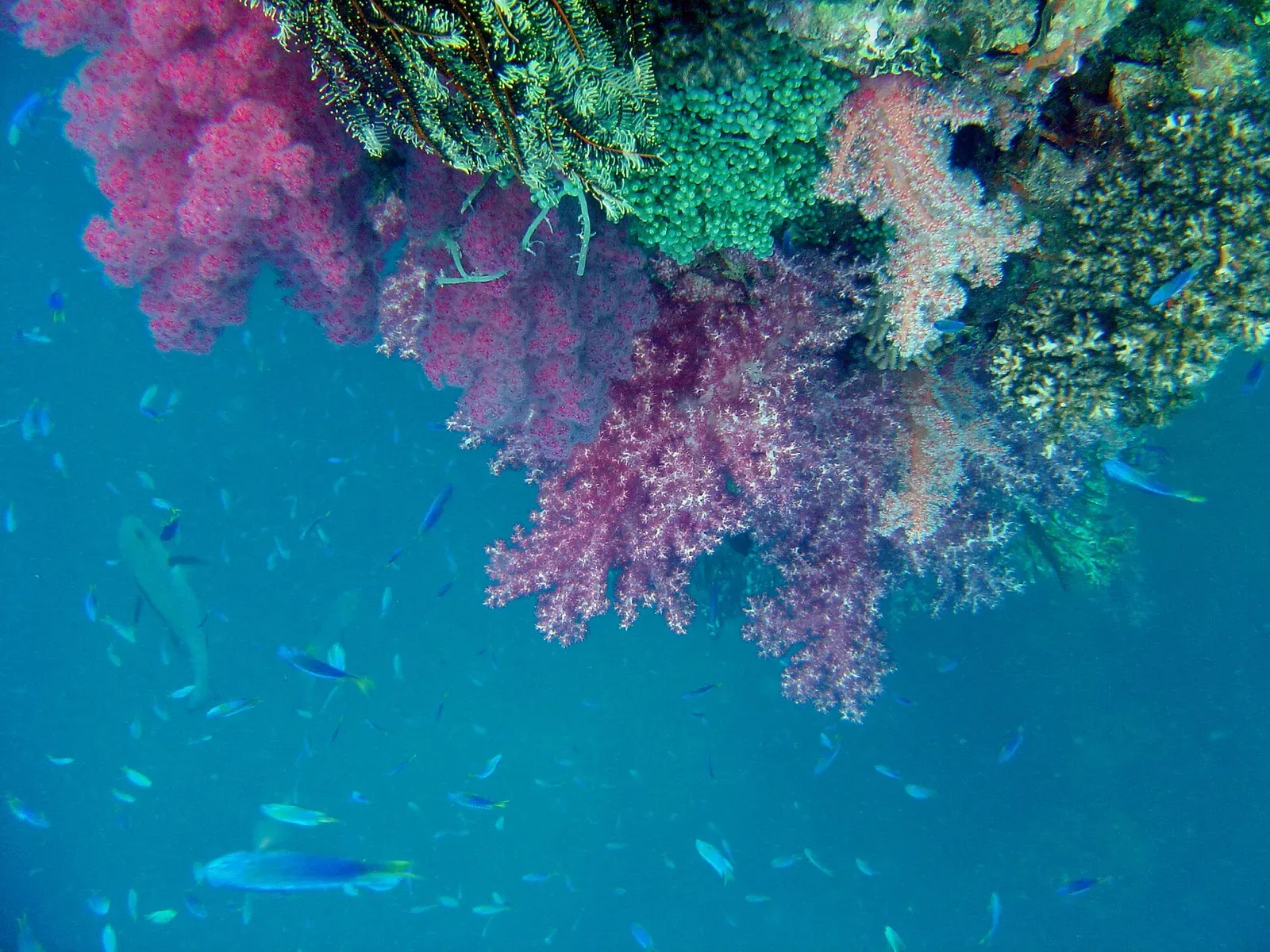 Coral growth and reef fish on the mast of the Shinkoku Maru — Chuuk Lagoon