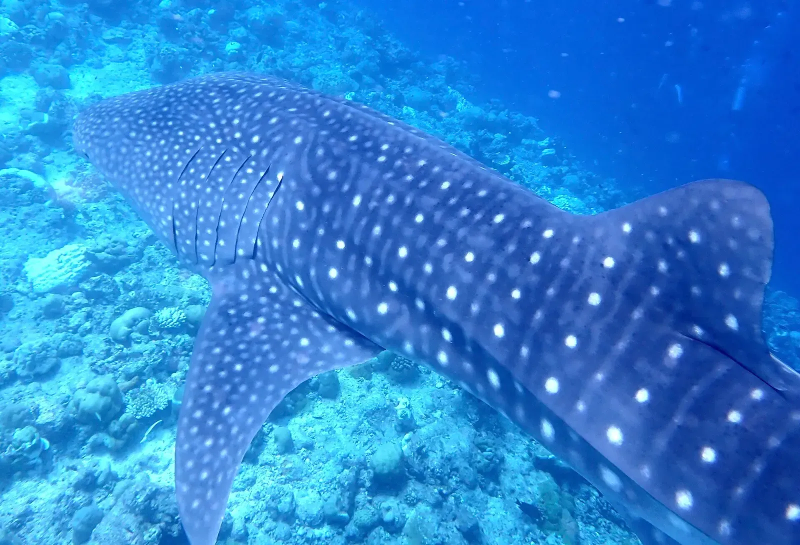 A whale shark swims over the reef, its gill slits and spot pattern visible — South Ari Atoll Marine Protected Area, Ari & Rasdhoo Atolls.