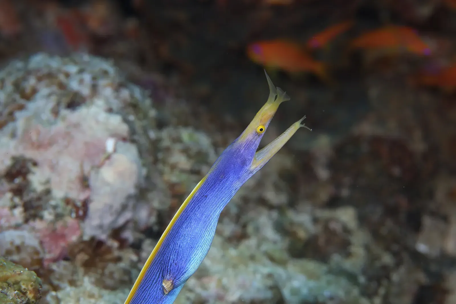 Blue ribbon eel with its head raised above a sandy patch of reef near Weh Island — Pulau Weh
