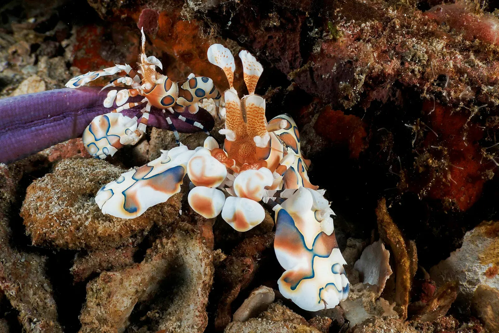 A pair of harlequin shrimp with ornate white and orange patterning tucked into a reef crevice — Richelieu Rock
