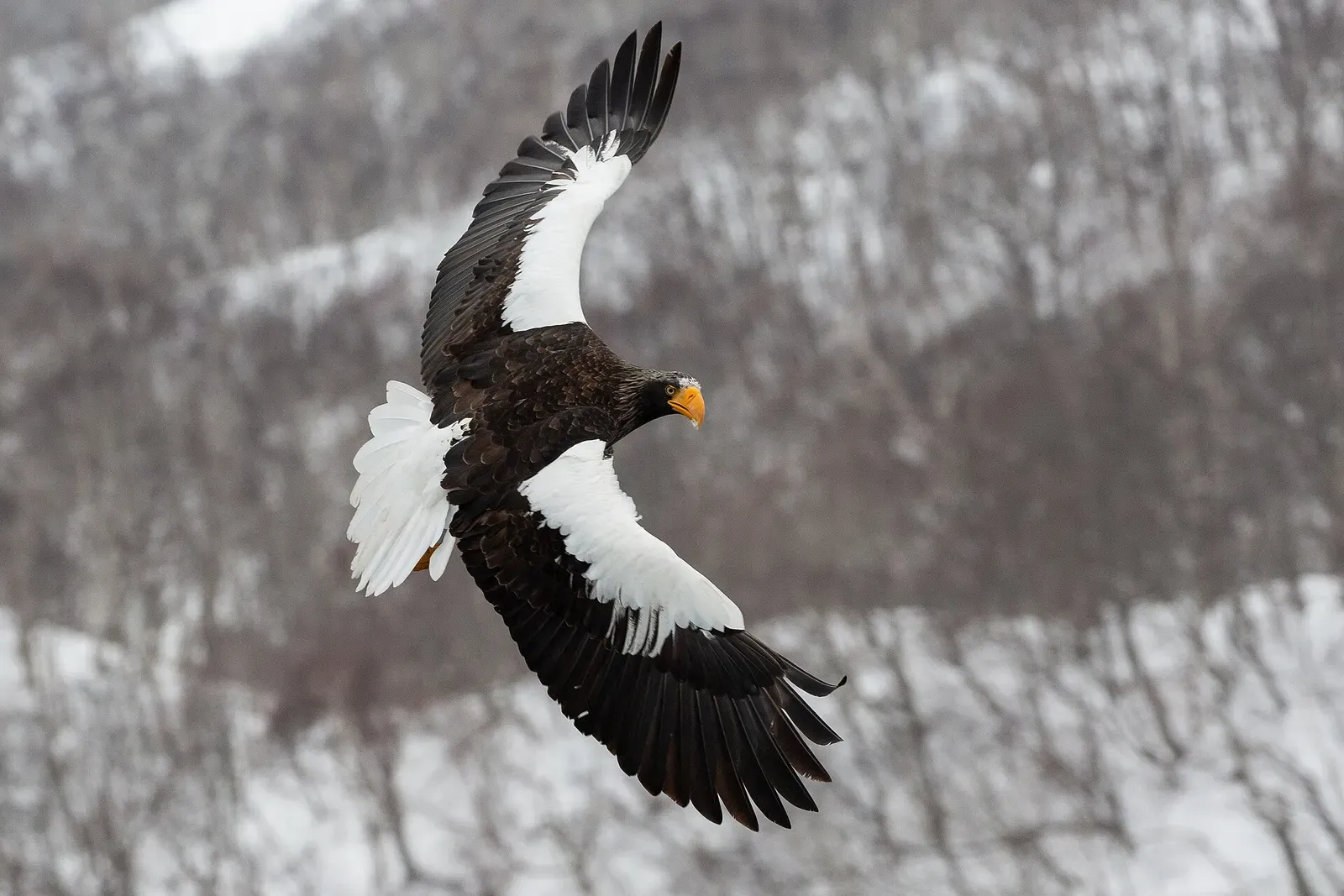 A Steller's sea eagle flies with wings spread wide against a snow-covered hillside near Rausu — Shiretoko Drift Ice