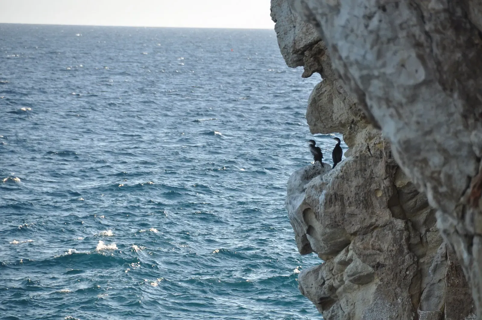 Cormorants perched on a limestone cliff face at Cap Salou, waves below