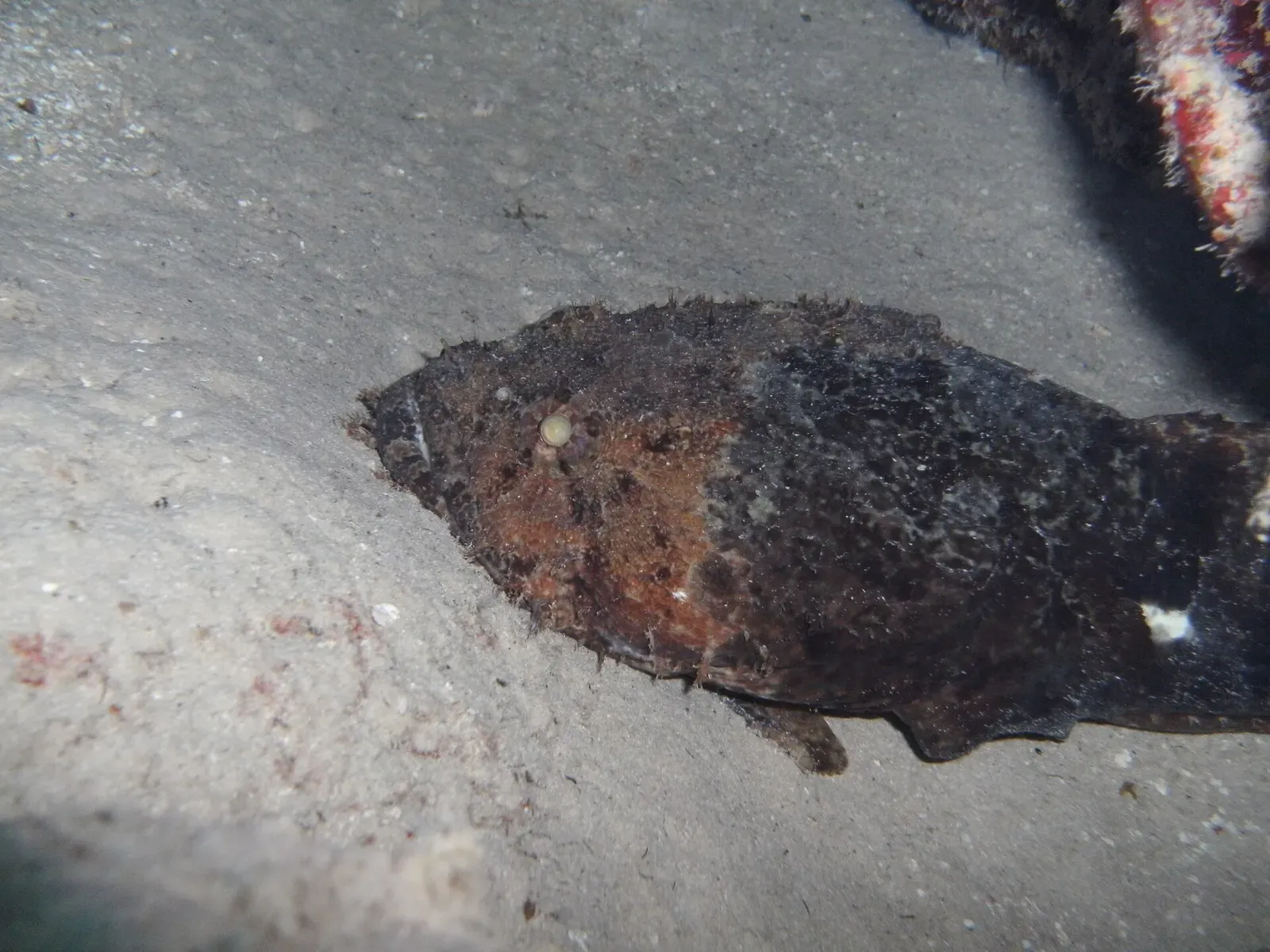 One mottled brown toadfish lies flat on pale sand beside a coral ledge — Ted's Point, Utila