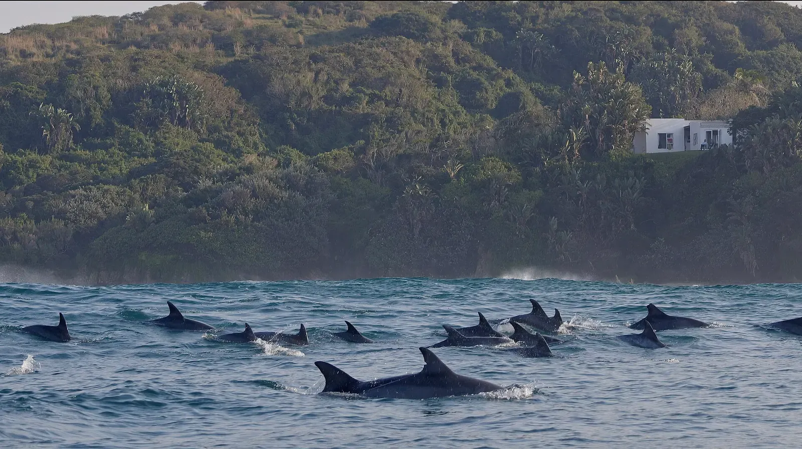 A pod of dolphins surfaces together in the swell off a green coastal headland — Sardine Run.