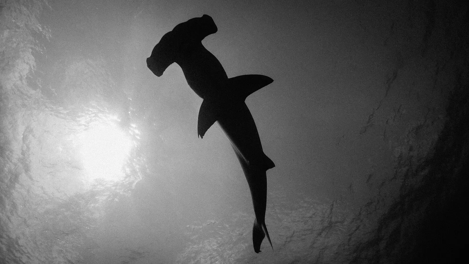 Black and white silhouette of a scalloped hammerhead shark against the sun — Dirty Rock, Cocos Island