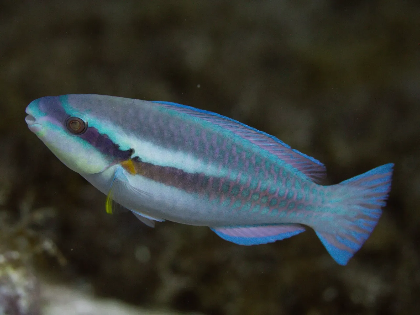 A slender fish with blue-green and white stripes along its body swims over a dark reef — Cobalt Coast, Grand Cayman.
