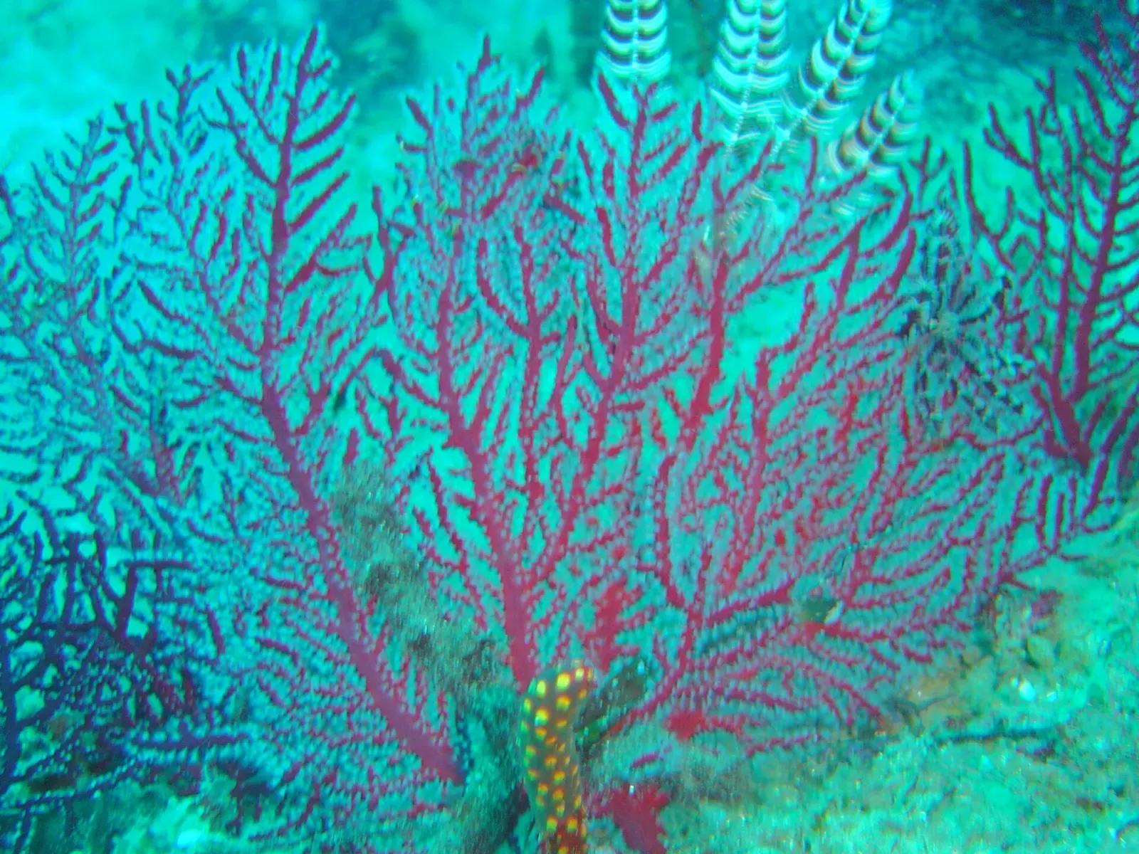A large red sea fan spreading across the frame, with pale feather star arms above it against green water — Paindane Express Reef, Jangamo & Guinjata Bay.