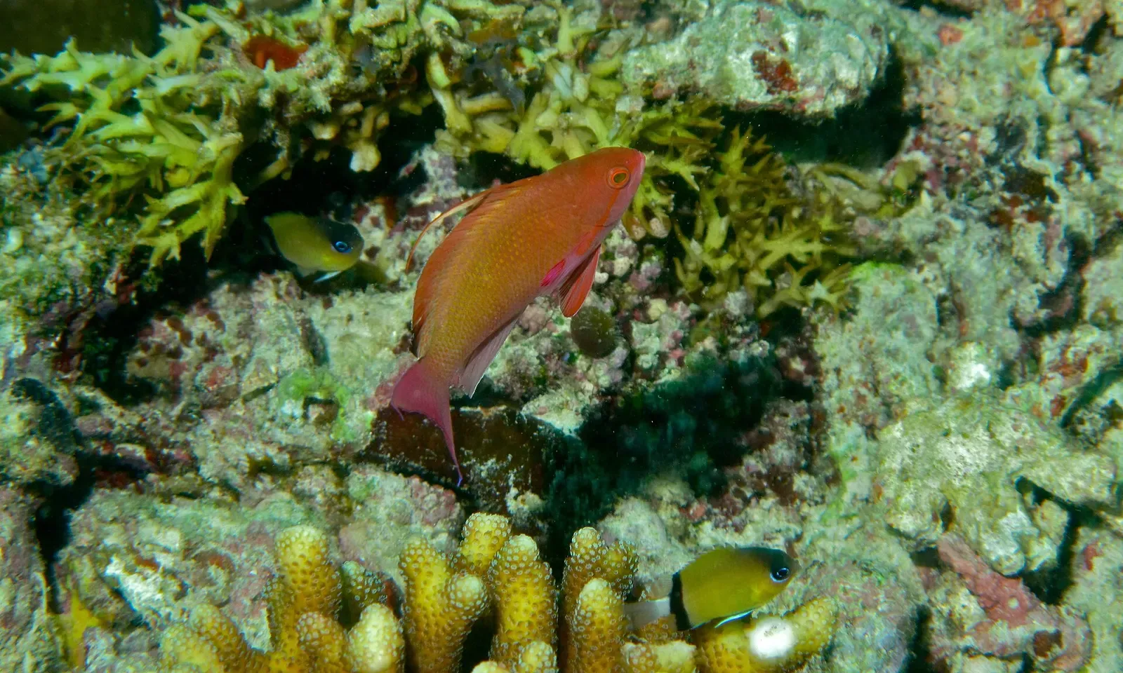 Orange sea goldies swarm over hard coral on the reef top at Barracuda Point — Sipadan.
