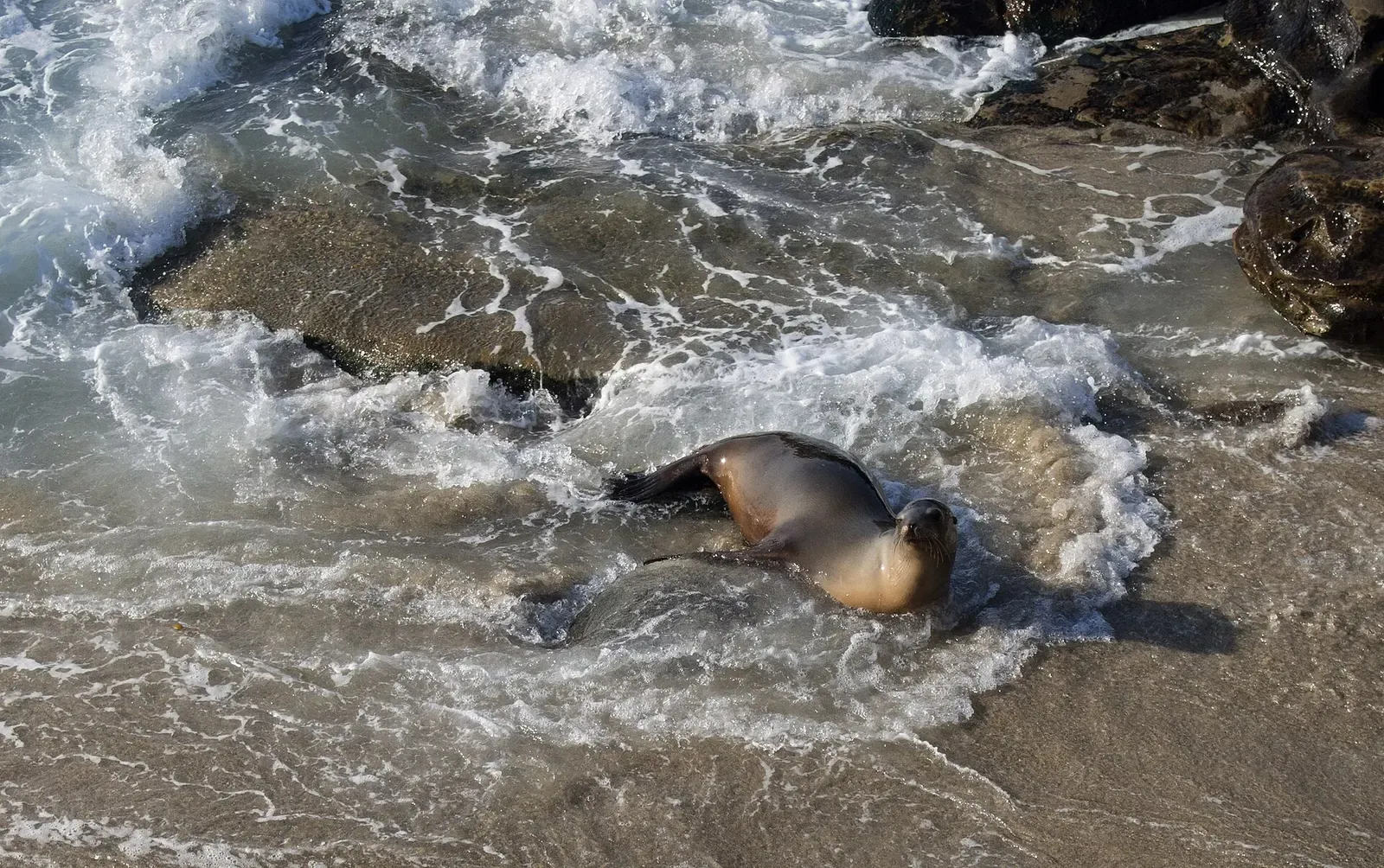 California sea lion crawling out of the surf onto wet rocks — La Jolla Cove, La Jolla