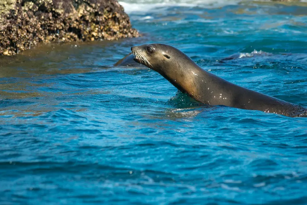 A California sea lion swimming at the surface beside a rocky outcrop in clear blue water — Loreto Bay National Park