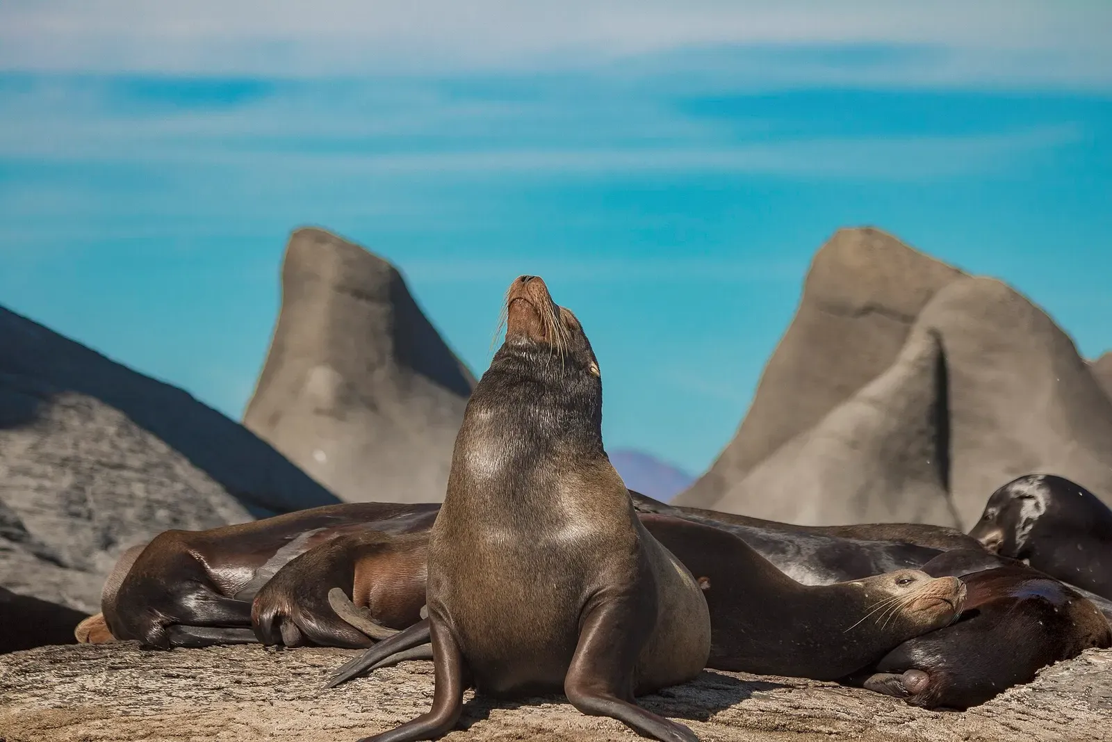 A sea lion raising its head on a rock ledge with pointed rock spires behind — La Lobera - Coronado Island, Loreto Bay National Park