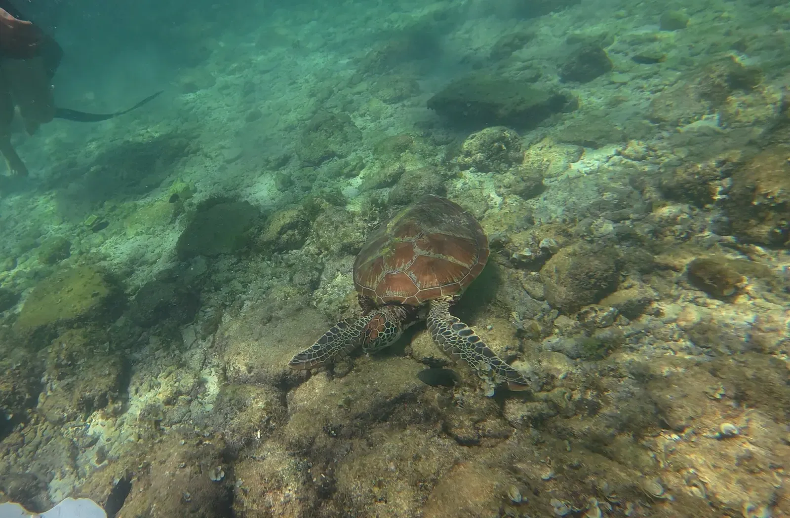A sea turtle grazing on coral rubble on the reef flat at Panagsama Beach — Panagsama House Reef (Sardine Run), Moalboal.