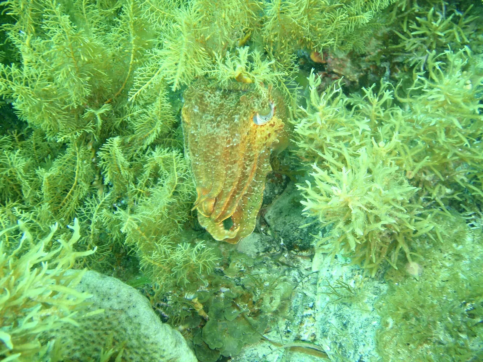 A giant cuttlefish rests camouflaged among green bryozoan branches on the reef — Second Valley Jetty, Rapid Bay.