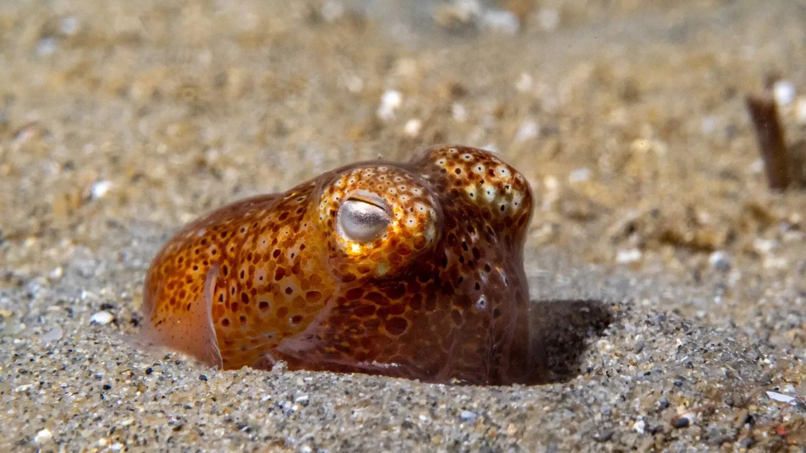 Southern bottletail squid half-buried in sand, eyes and mantle visible — Blairgowrie Pier, Port Phillip