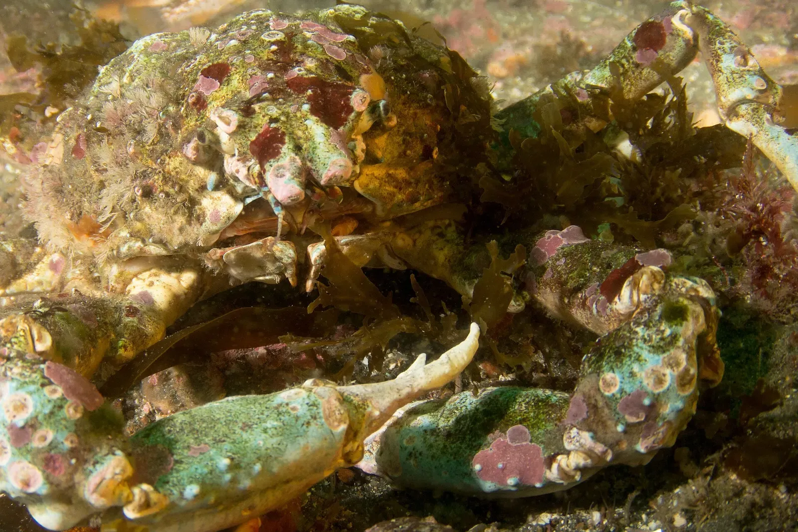 Sheep crab camouflaged with algae and sponge resting on the reef — Anacapa Island — Arch Rock, Channel Islands