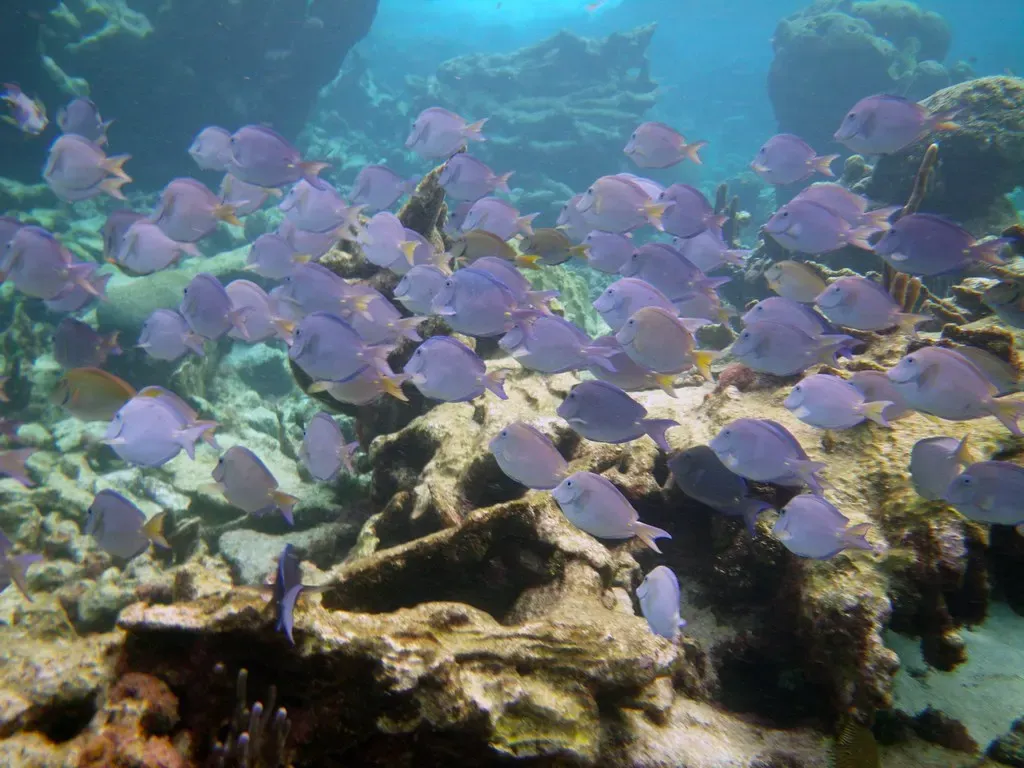 A dense school of blue tang gathered along the reef at Buck Island — St. Croix