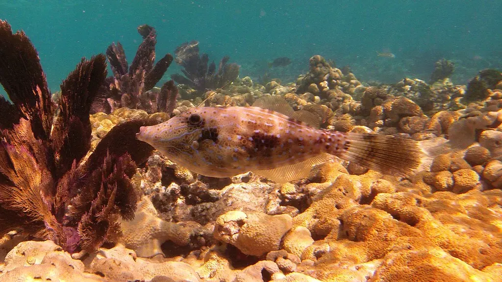 A pale-colored reef fish swimming over coral at Eastern Dry Rocks