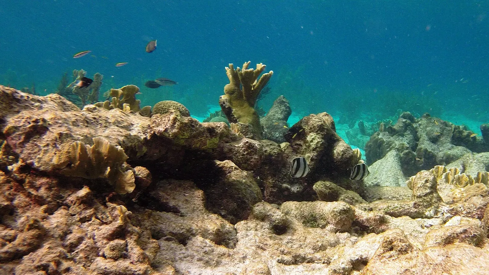 Butterflyfish swimming among low coral heads on the Karpata reef flat — Bonaire
