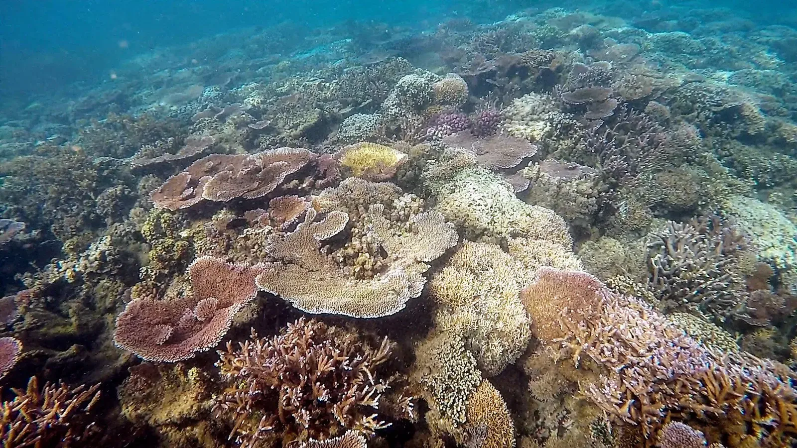 Large plate corals and colourful reef growth seen from just below the surface — Palolo Deep, Savai'i & Upolu