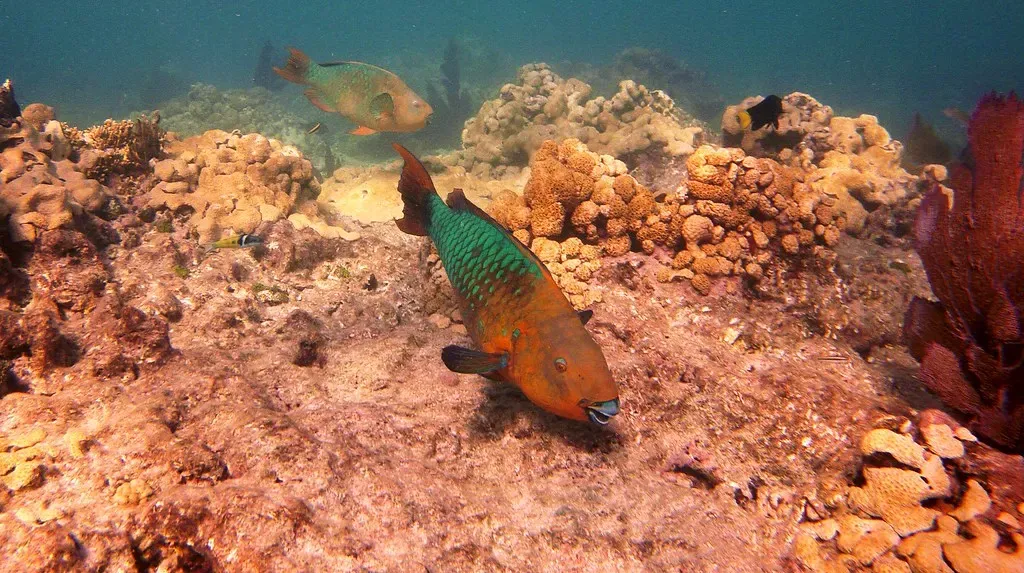 A stoplight parrotfish swimming down over coral at Rock Key