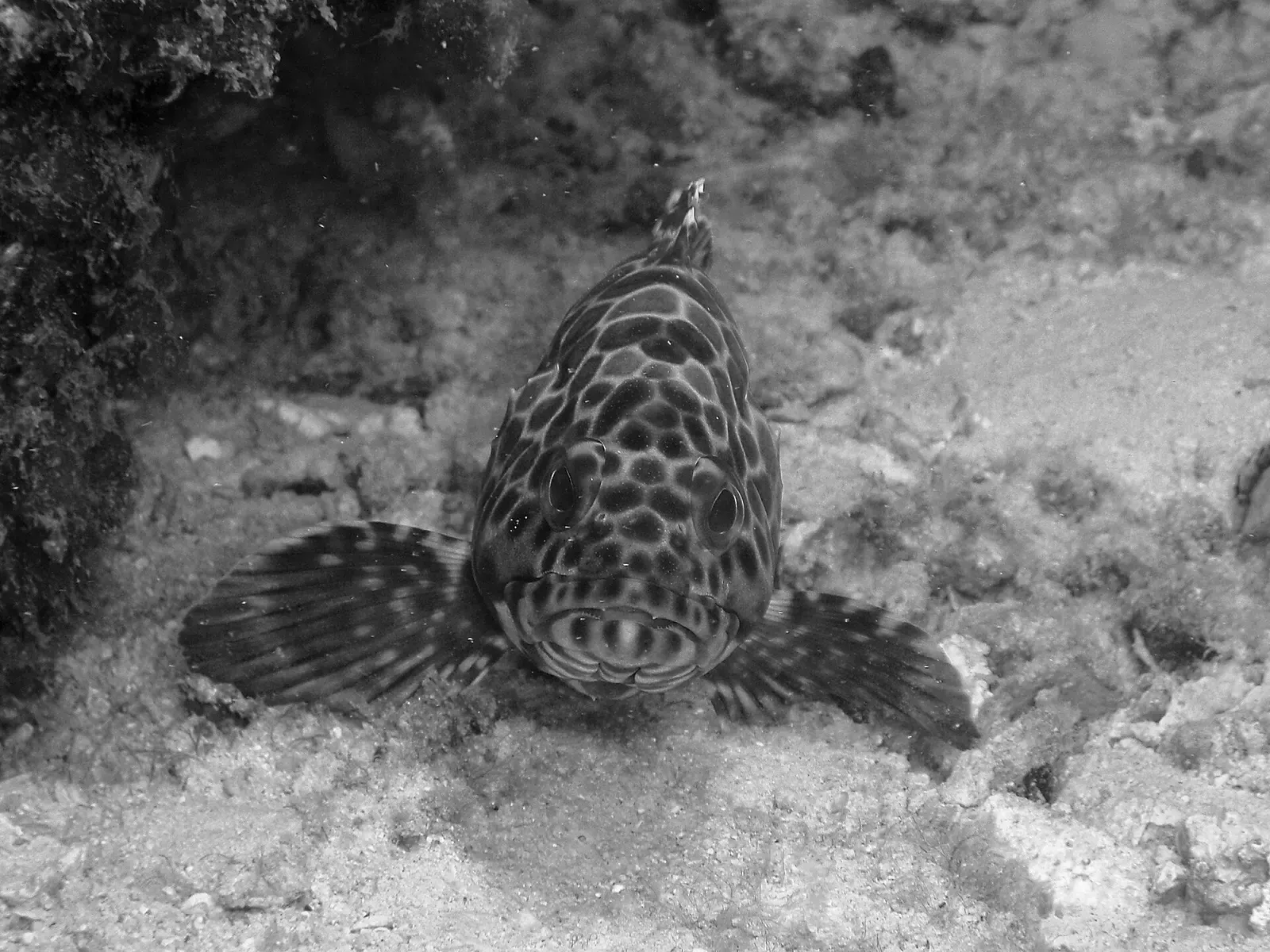 Snub-nosed grouper facing the camera among the rocks off Pulau Perhentian — Terumbu Tiga