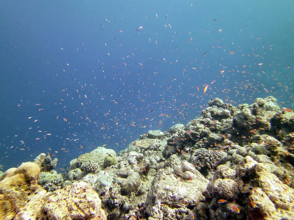 Clouds of small reef fish hover above a coral ridge in clear blue water — Yap Caverns, Yap.