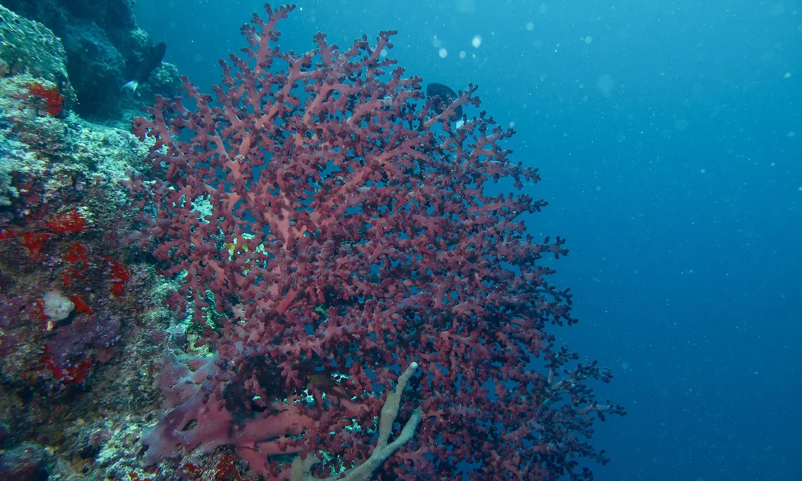 A purple soft coral tree juts from the reef wall at Hanging Gardens — Sipadan.