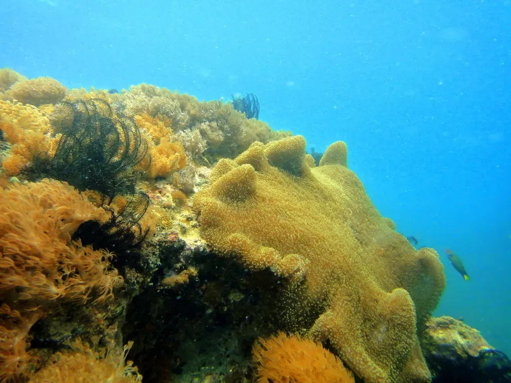 Soft corals covering a reef slope in clear blue water — Gato Island, Malapascua