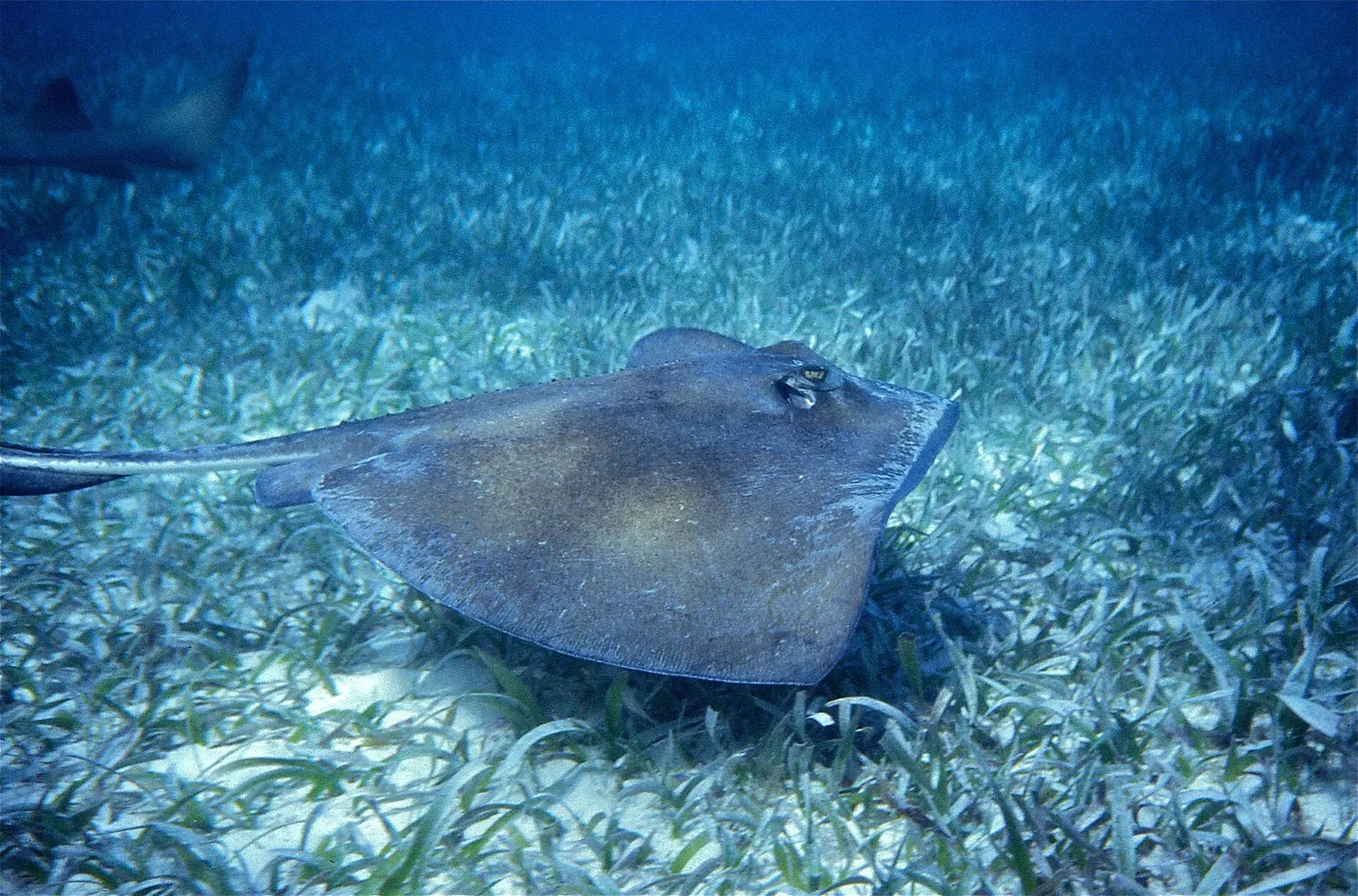 A southern stingray resting on the sandy, grassy seabed