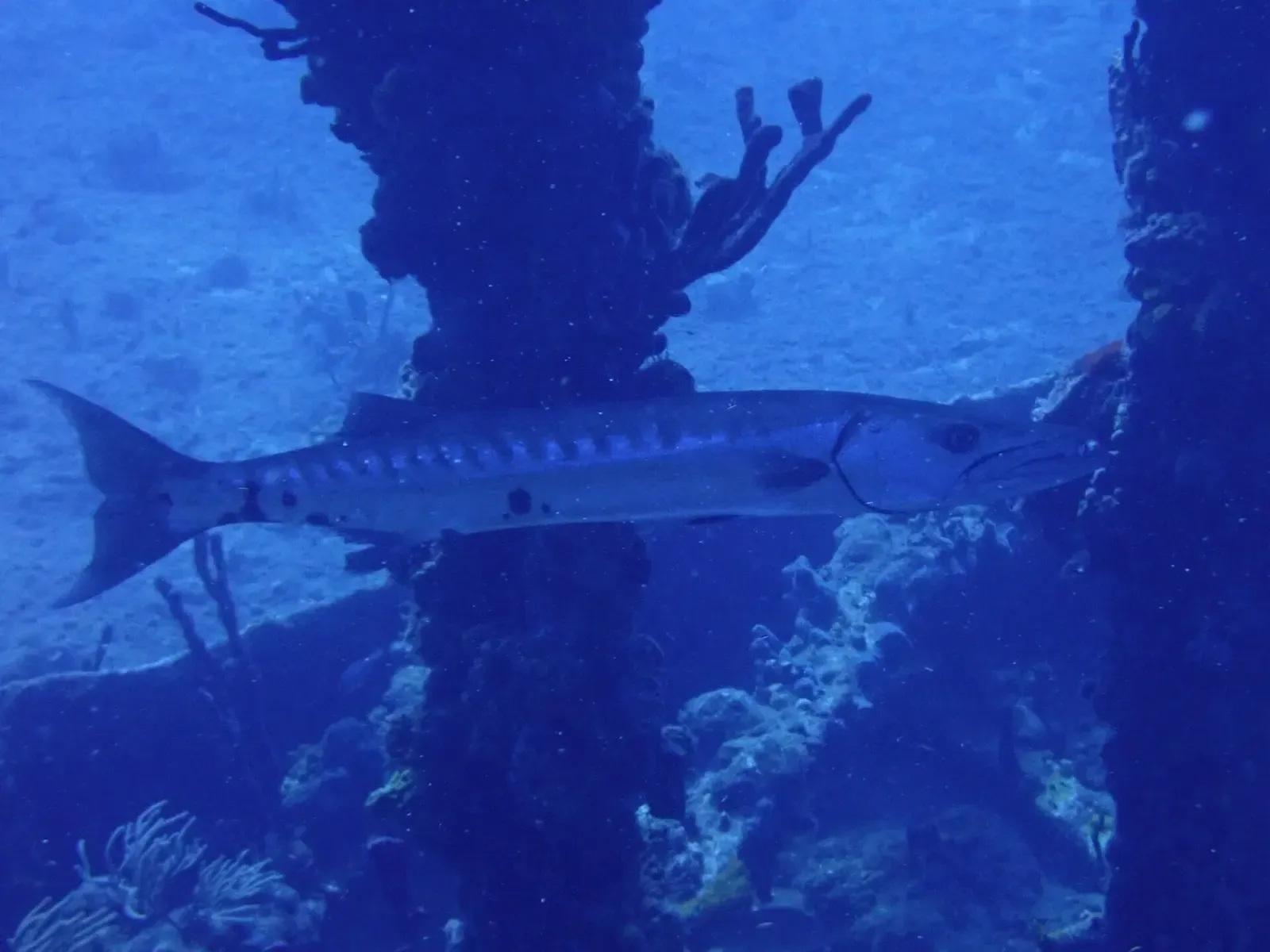 A great barracuda swims past coral-encrusted pilings in the British Virgin Islands — BVI.