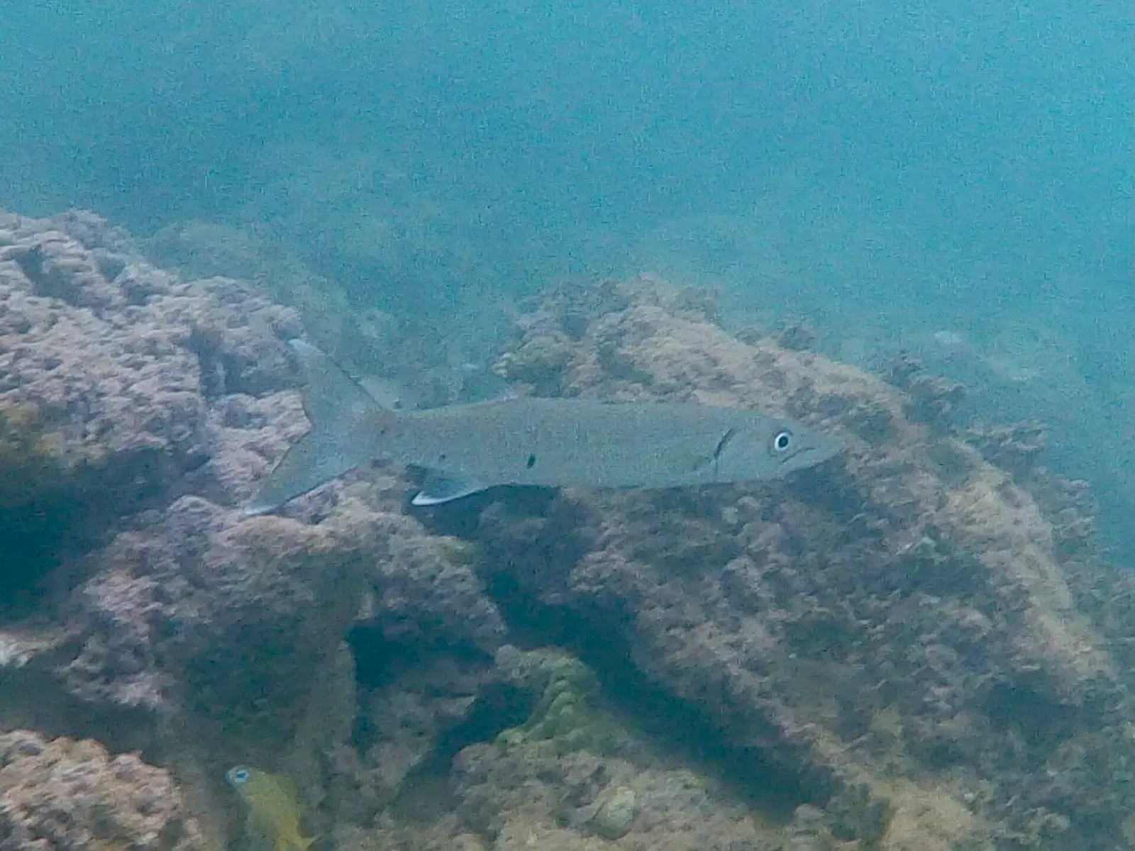 Great barracuda swimming over a rocky, coral-covered reef bottom — Felipe's Place, Providencia & San Andrés