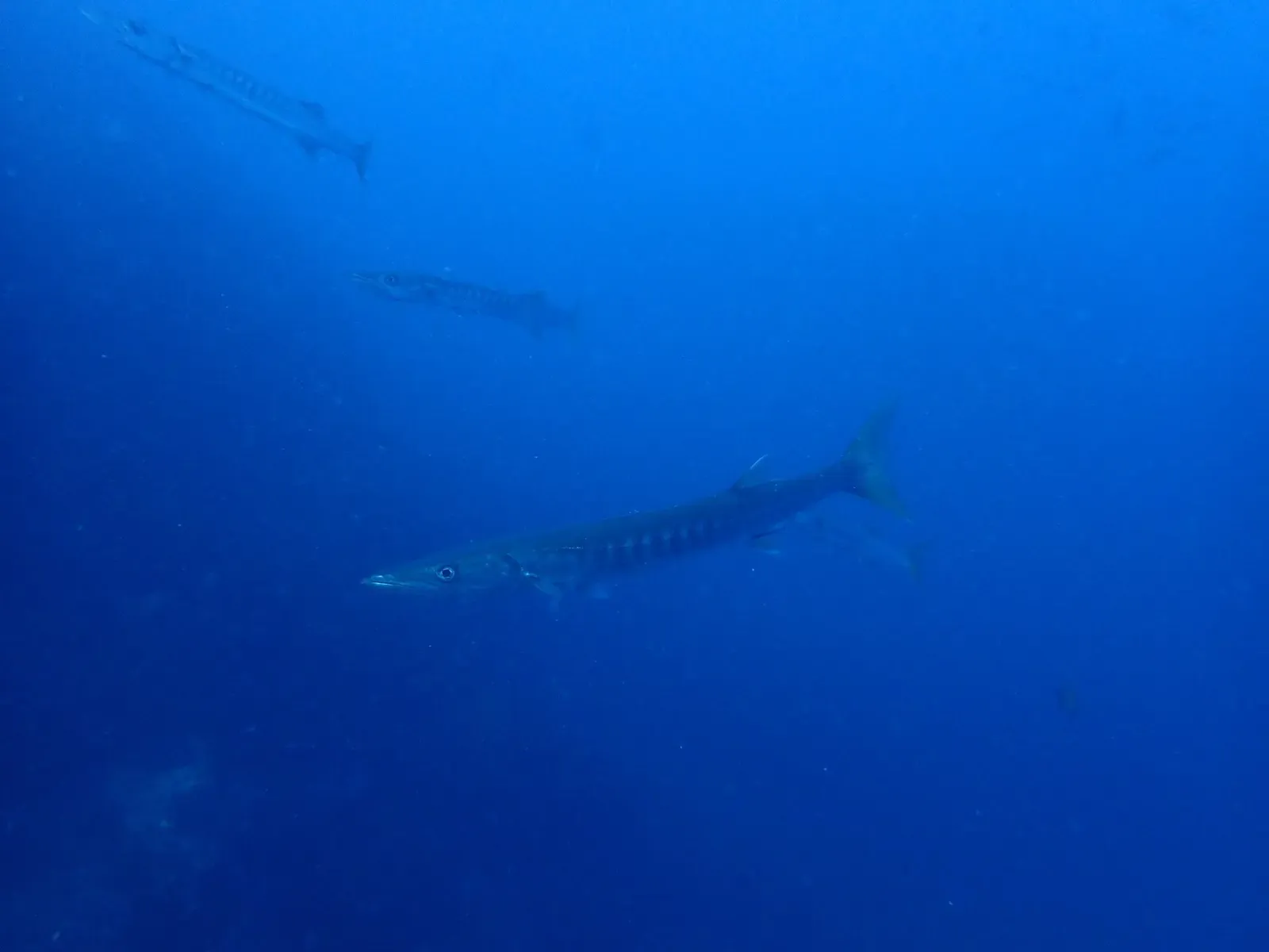 Pickhandle barracuda pair cruising in open blue water — The Pinnacle, Richelieu Rock