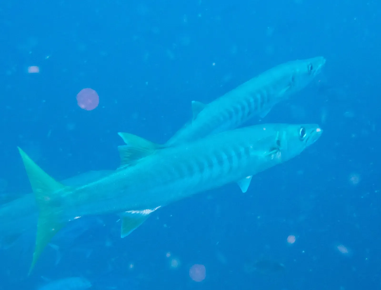 Two pickhandle barracuda hanging in blue water off the pinnacle — Chumphon Pinnacle, Koh Tao