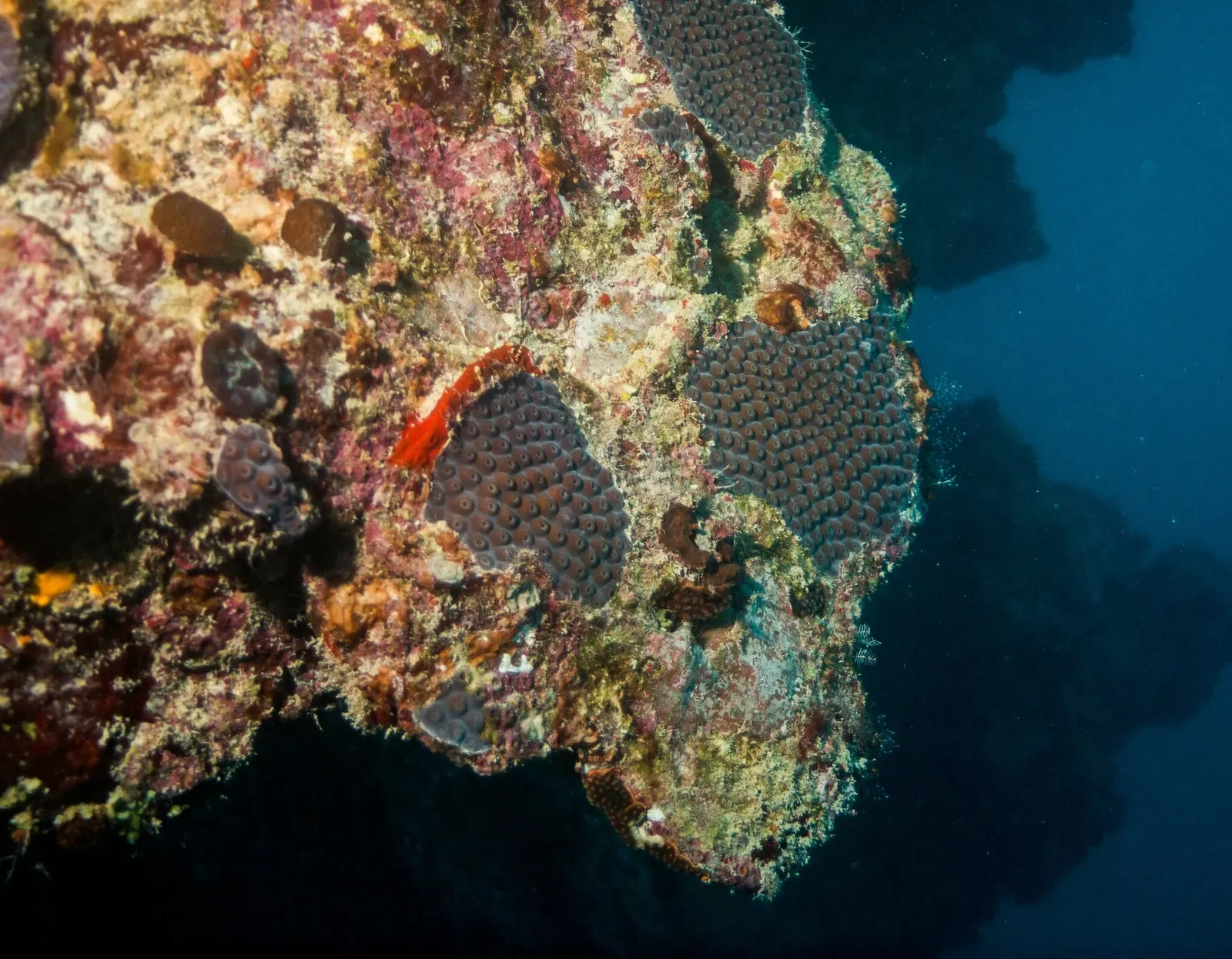 Great star coral crusts the overhanging edge of a coral tower against open blue water at Abrolhos — Abrolhos Archipelago