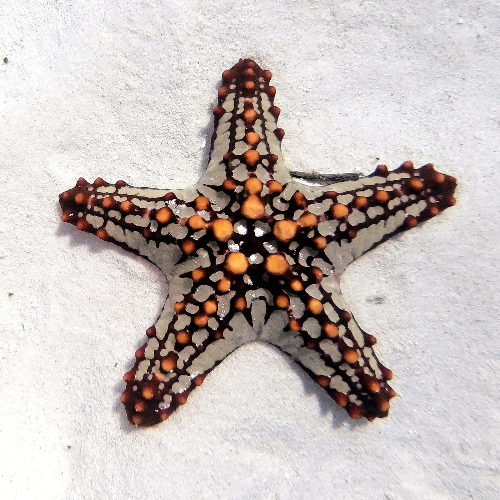 Orange-spotted starfish resting on white sand near Zanzibar — Wattabomi