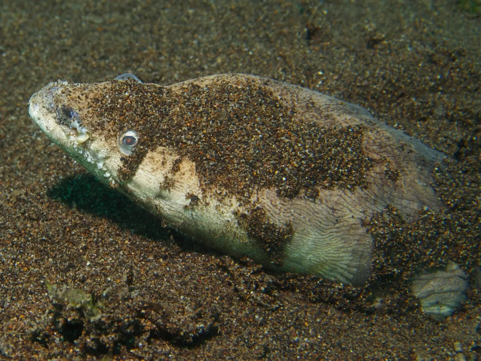 A stargazer snake eel buried in coarse dark sand with only its head showing — Atmosphere, Dauin.
