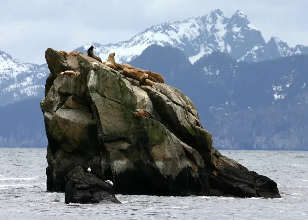 Steller sea lions hauled out on a rock in Resurrection Bay with snowy peaks behind